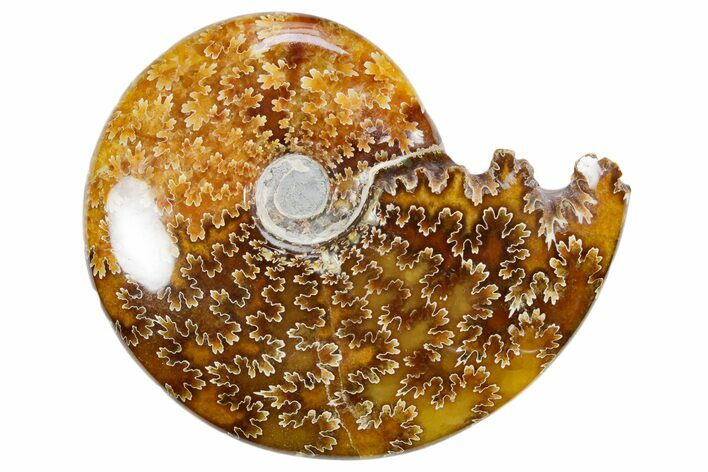 Polished Ammonite (Cleoniceras) Fossil - Madagascar #358407